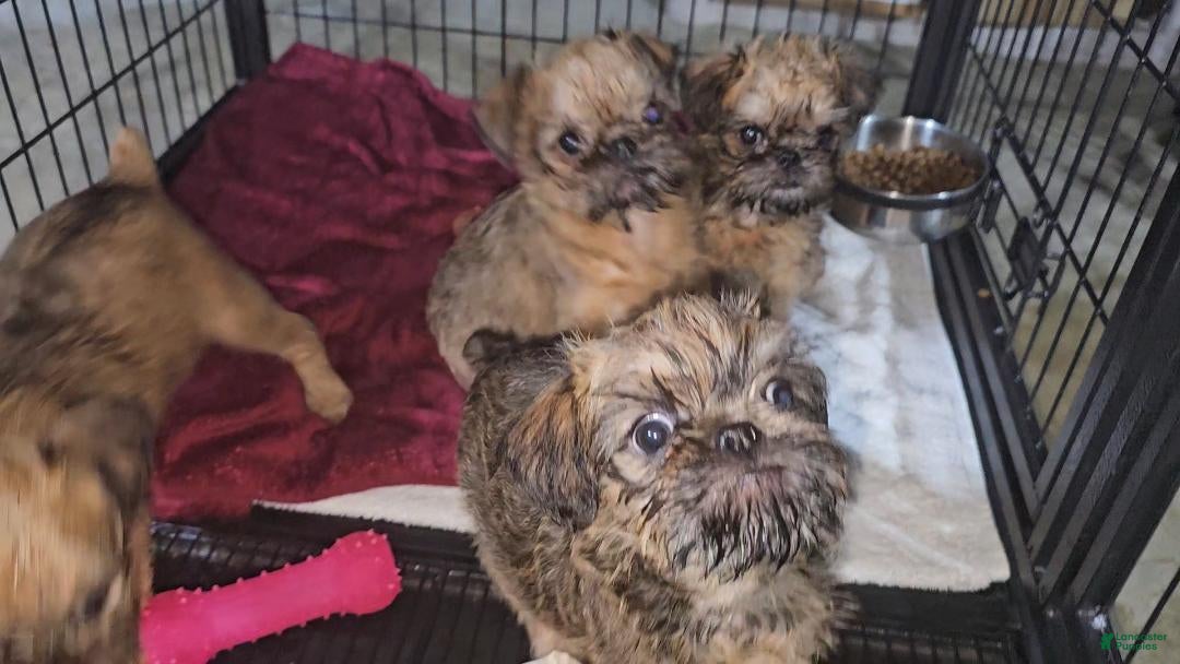 Brussels Griffon dogs Brussels Griffon Puppy 4 - Ad 2