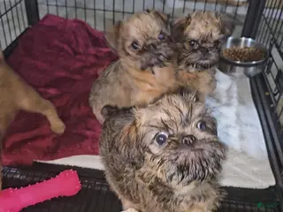 Brussels Griffon dogs Brussels Griffon Puppy 4 - Ad 3