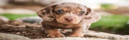 Miniature Dachshund dogs for sale: Pluto - Ad 7