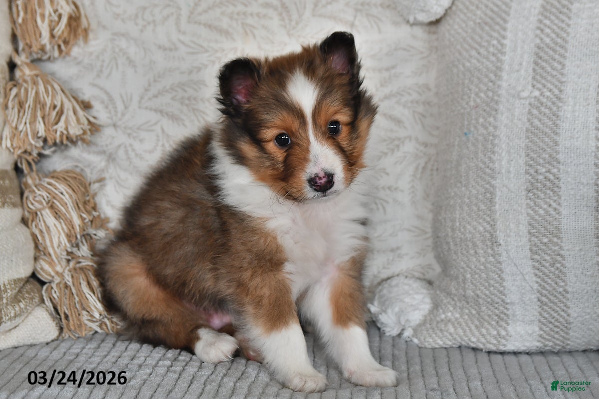 Shetland Sheepdog dogs Pepper - Ad 2