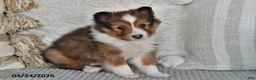 Shetland Sheepdog dogs for sale: Pepper - Ad 2
