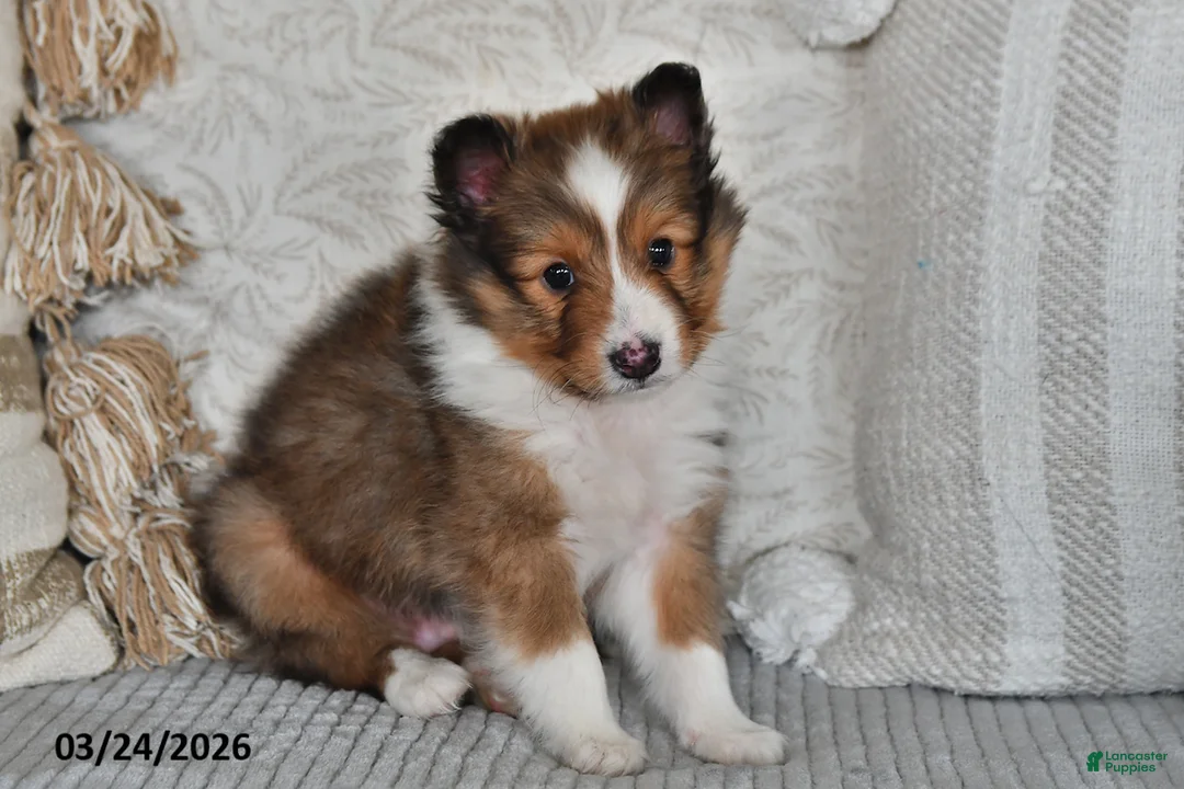 Shetland Sheepdog dogs for sale: Pepper - Ad 2