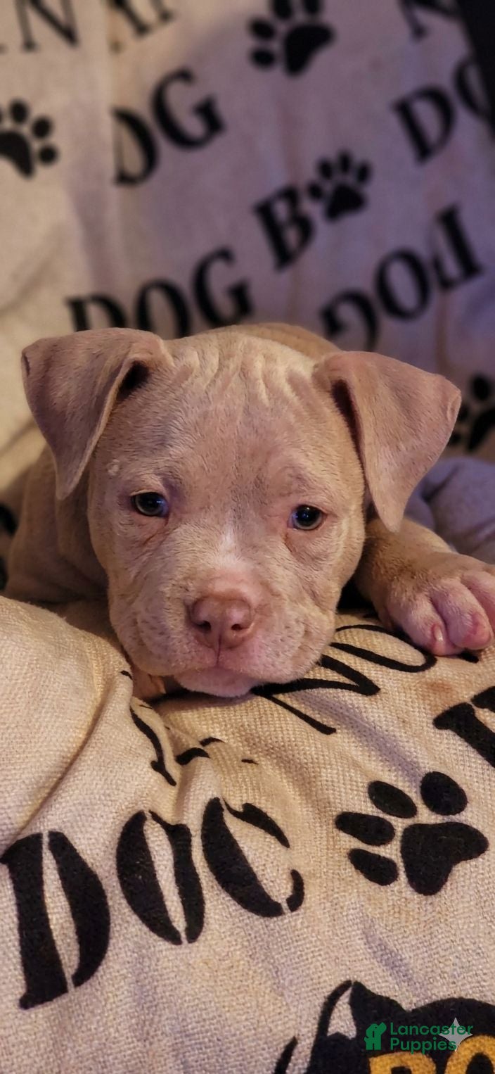 American Bully dogs American Bully 1 - Ad 2