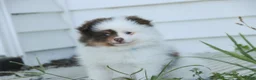 Pomeranian dogs for sale: Kibbles Pomeranian  - Ad 9
