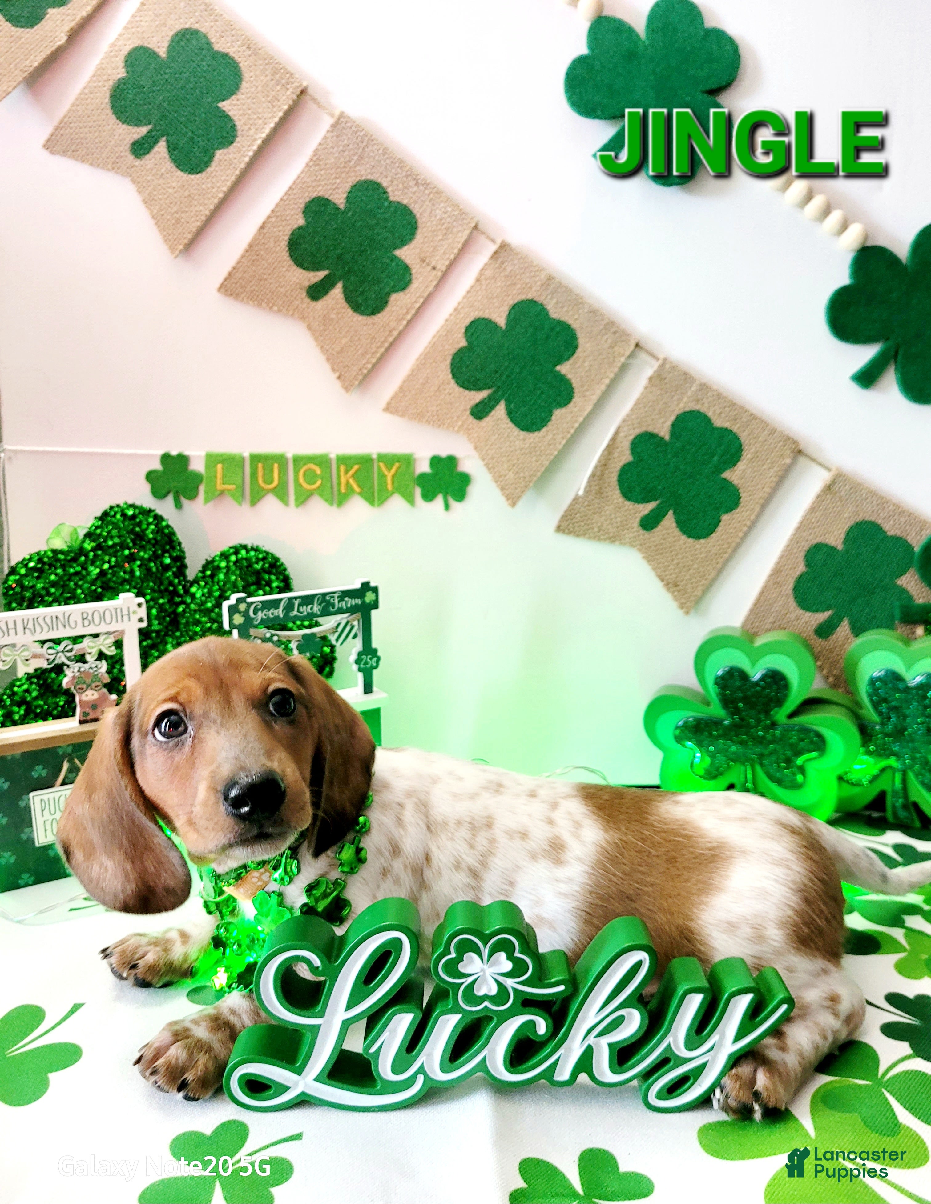 Miniature Dachshund dogs Jingle Miniature Dachshund Puppy 1 - Ad 2