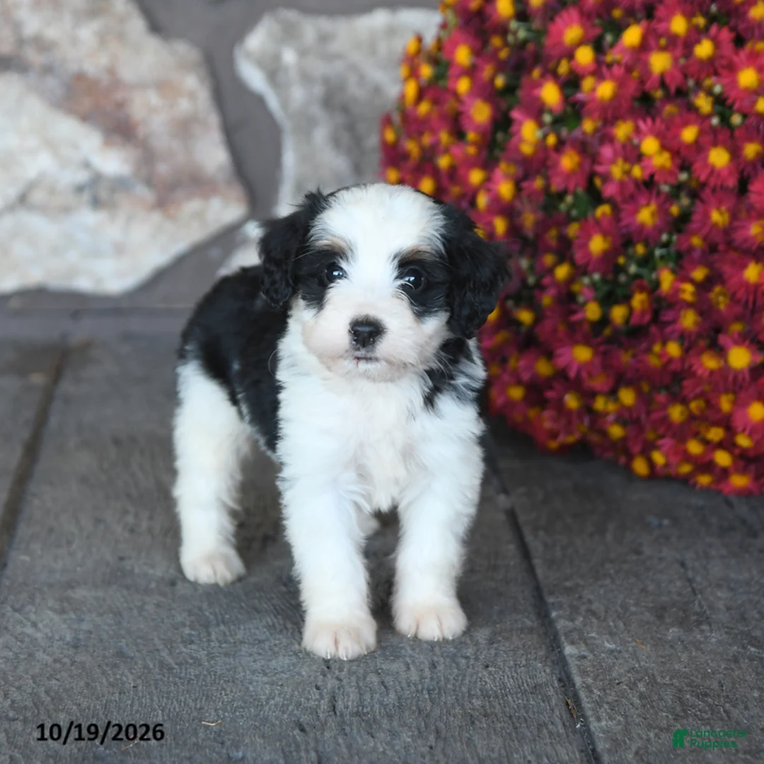 Mini Bernedoodle dogs for sale: Cupcake - Ad 2