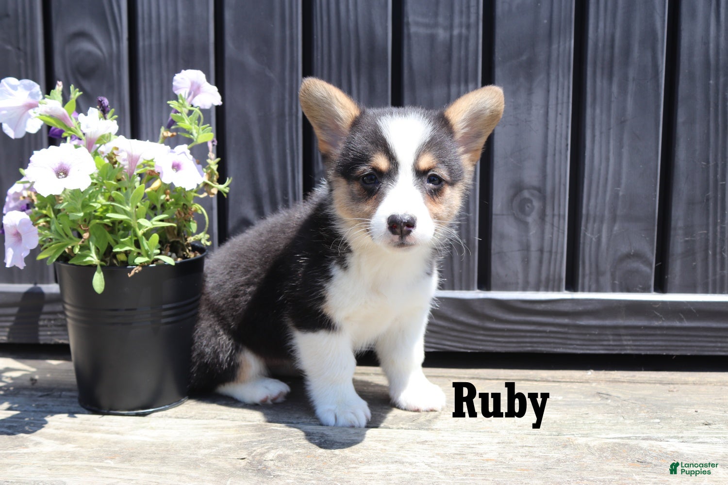 Welsh Corgi Pembroke dogs Ruby - Ad 1