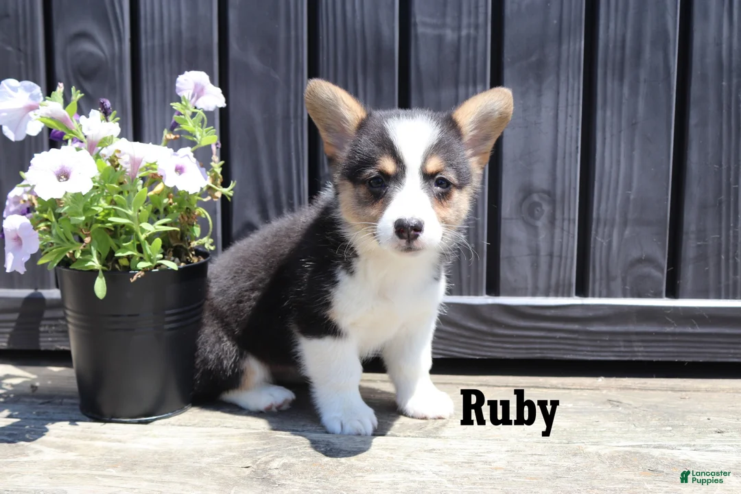 Welsh Corgi Pembroke dogs for sale: Ruby - Ad 1