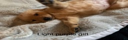 Golden Retriever dogs for sale: Golden Retriever Puppy 1 - Ad 1