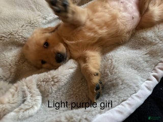 Golden Retriever dogs Golden Retriever Puppy 1 - Ad 34