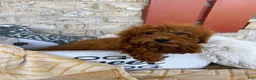 Mixed Breed dogs for sale: Jenny - Ad 3