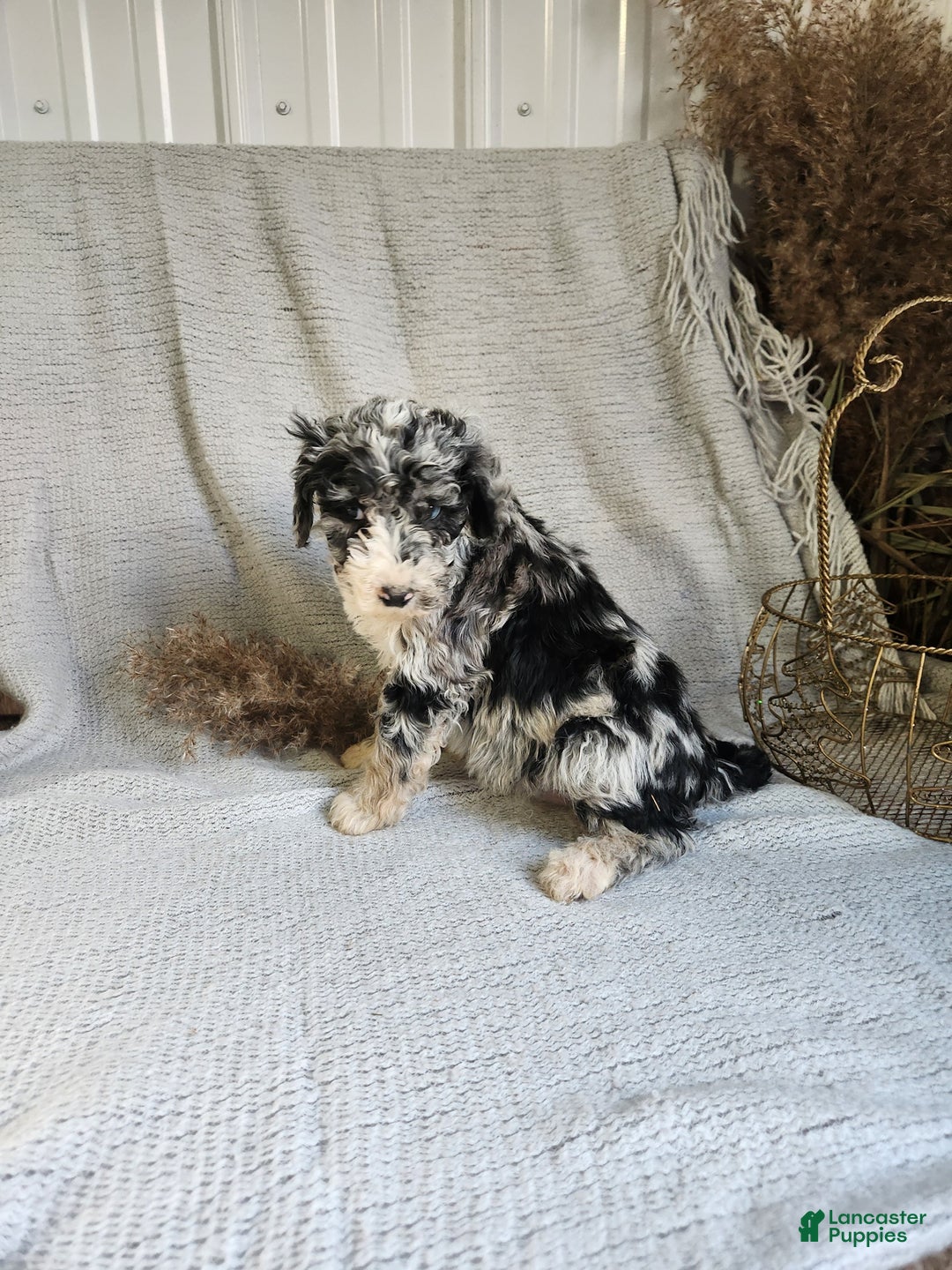 Bernedoodle dogs for sale: Lucy - Ad 2