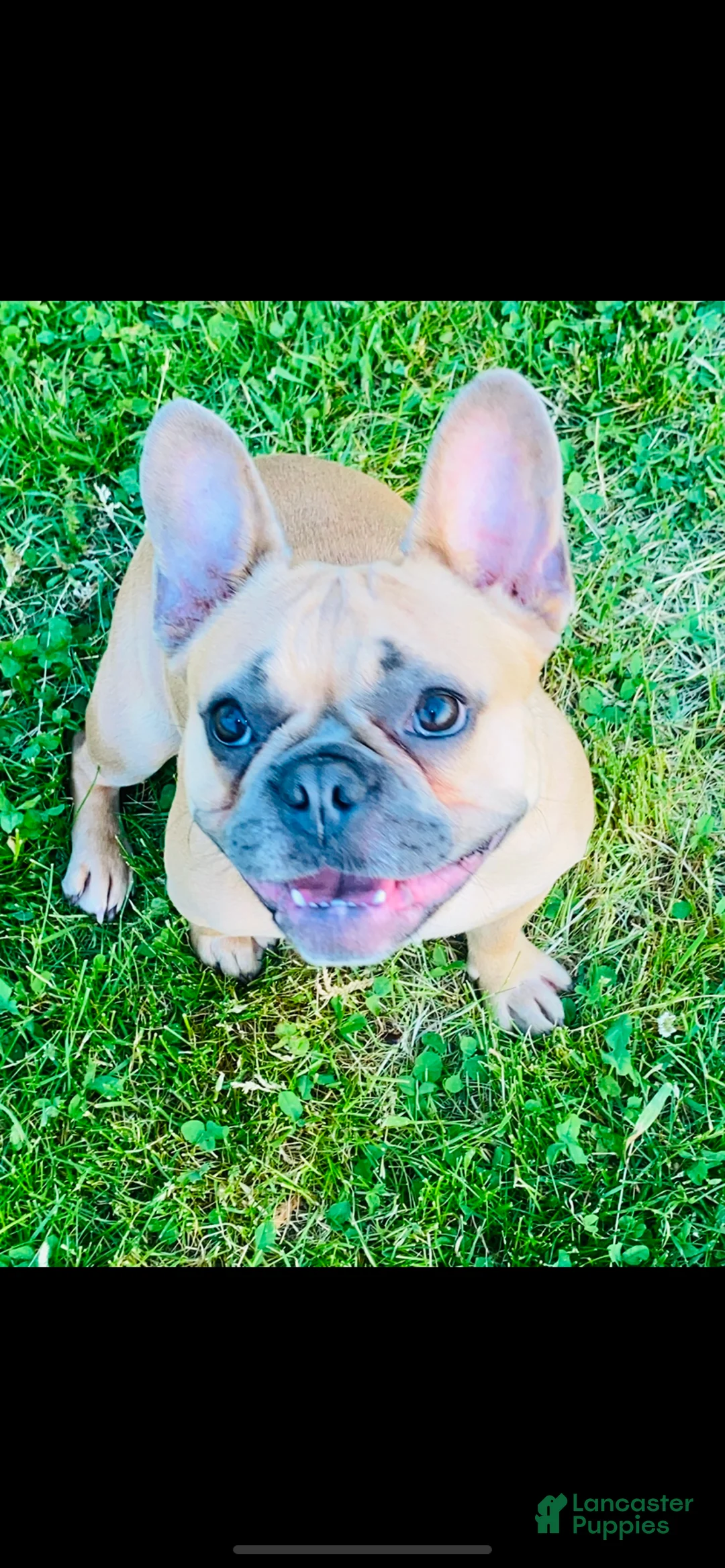 French Bulldog dogs for sale: French Bulldog Puppy 4 - Ad 2