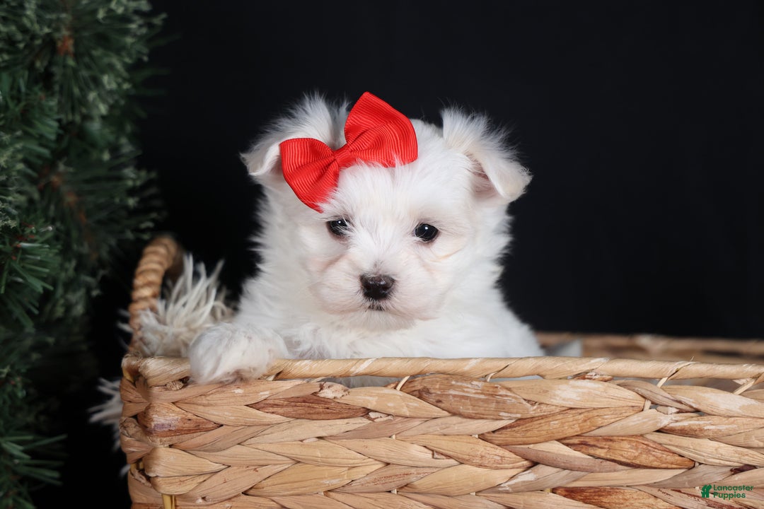 Maltese dogs for sale: ACE - Ad 10