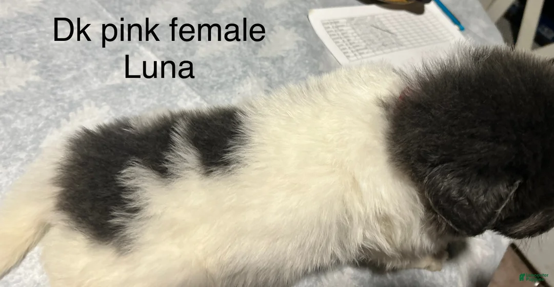 Mixed Breed dogs for sale: Mixed Breed Puppy 8 - Ad 1