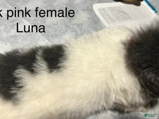 Mixed Breed dogs Mixed Breed Puppy 8 - Ad 4