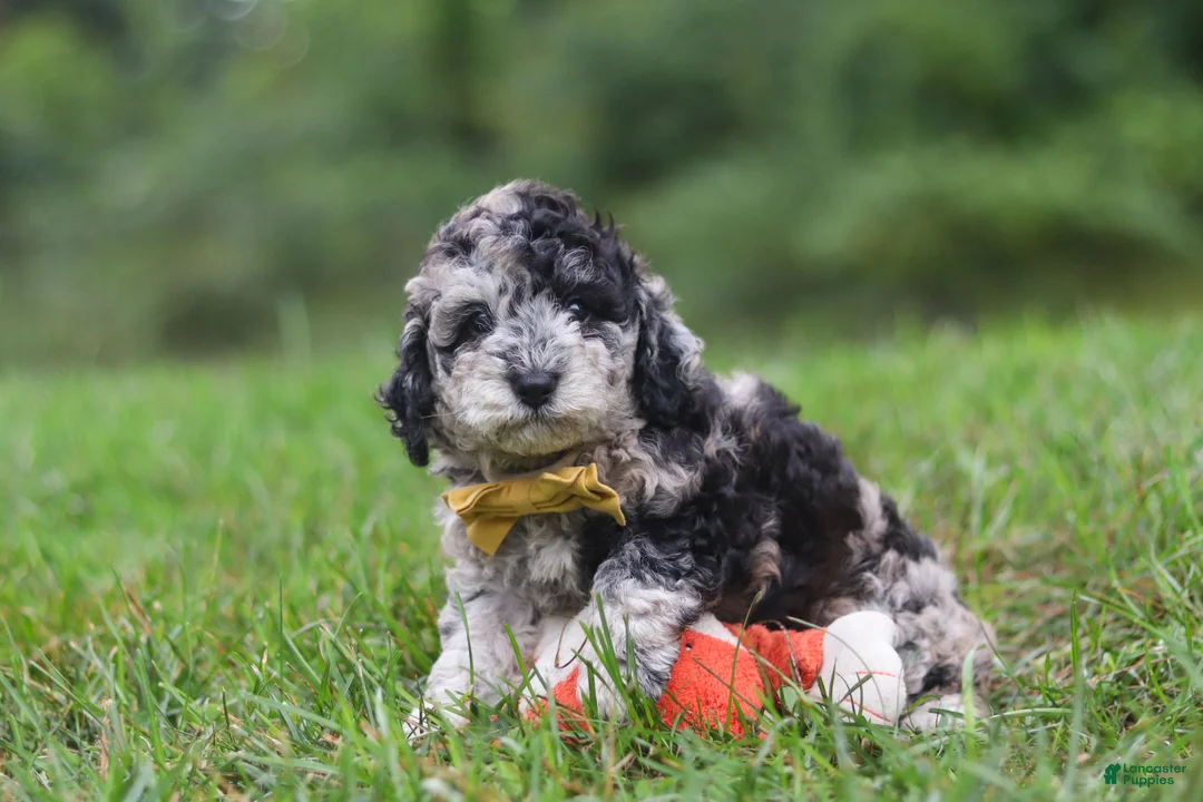 Cavapoo dogs for sale: Jonah - Ad 7