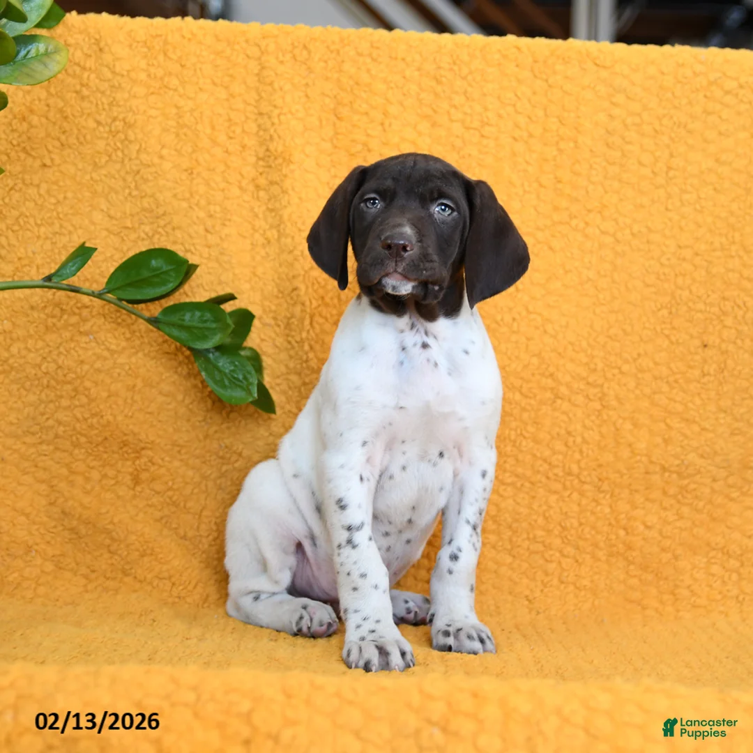 German Shorthaired Pointer dogs for sale: Boone - Ad 5