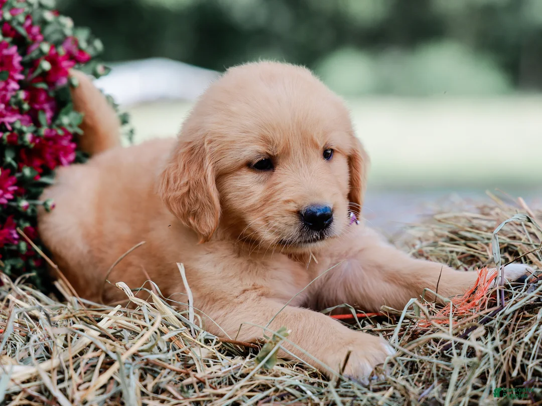 Golden Retriever dogs for sale: Amber AKC Golden Retriever - Ad 2