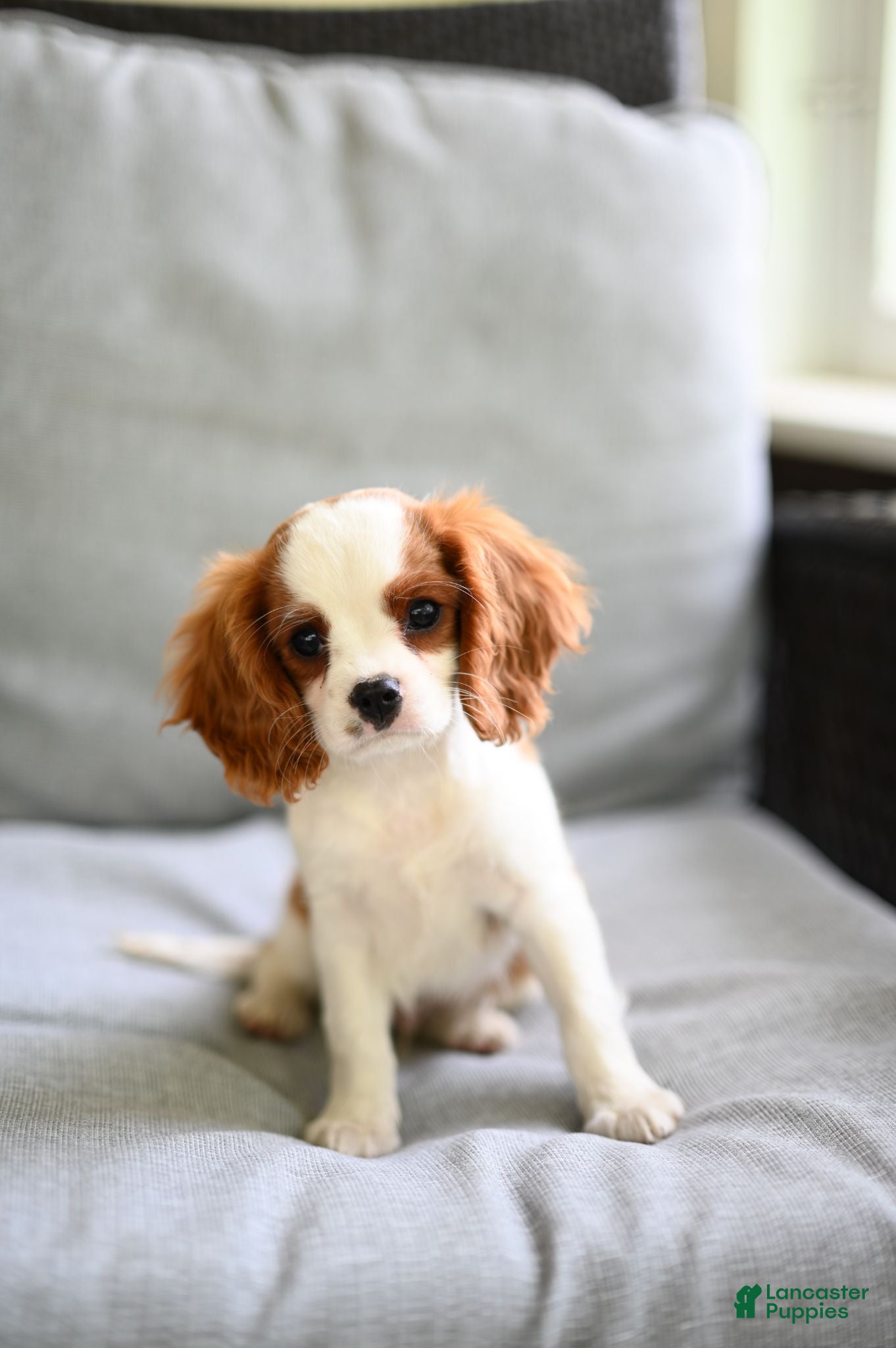 Cavalier King Charles Spaniel dogs Vance - Ad 2