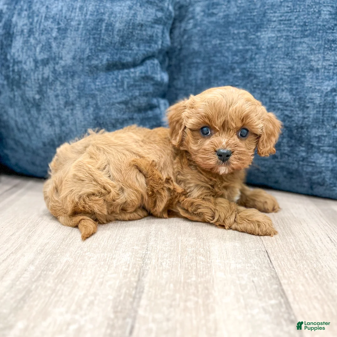 Cavapoo dogs for sale: Greta - Ad 2
