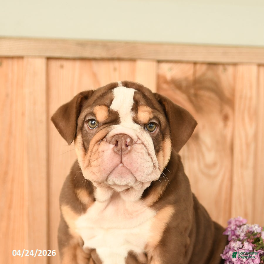 English Bulldog dogs Daffodil - Ad 2