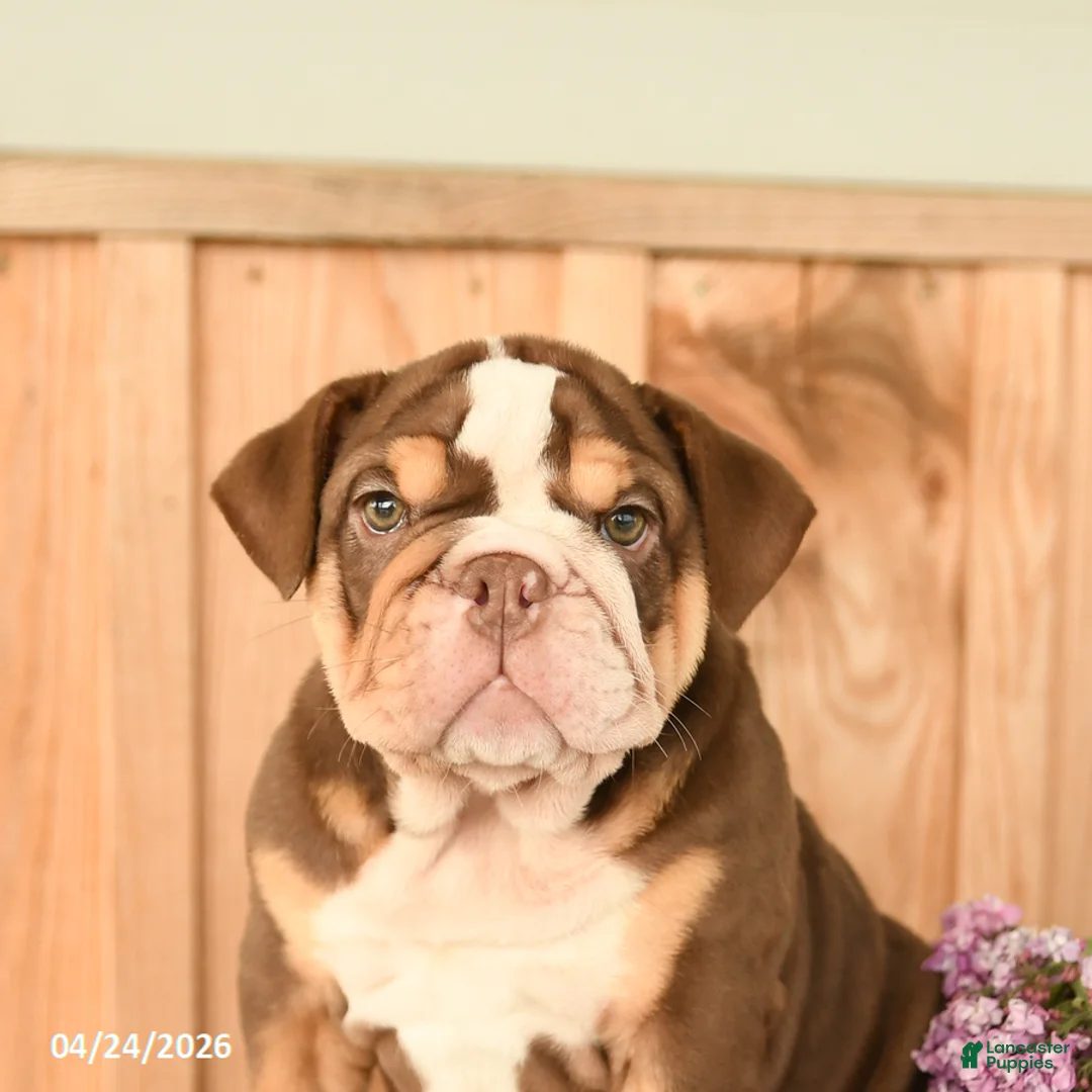 English Bulldog dogs for sale: Daffodil - Ad 2