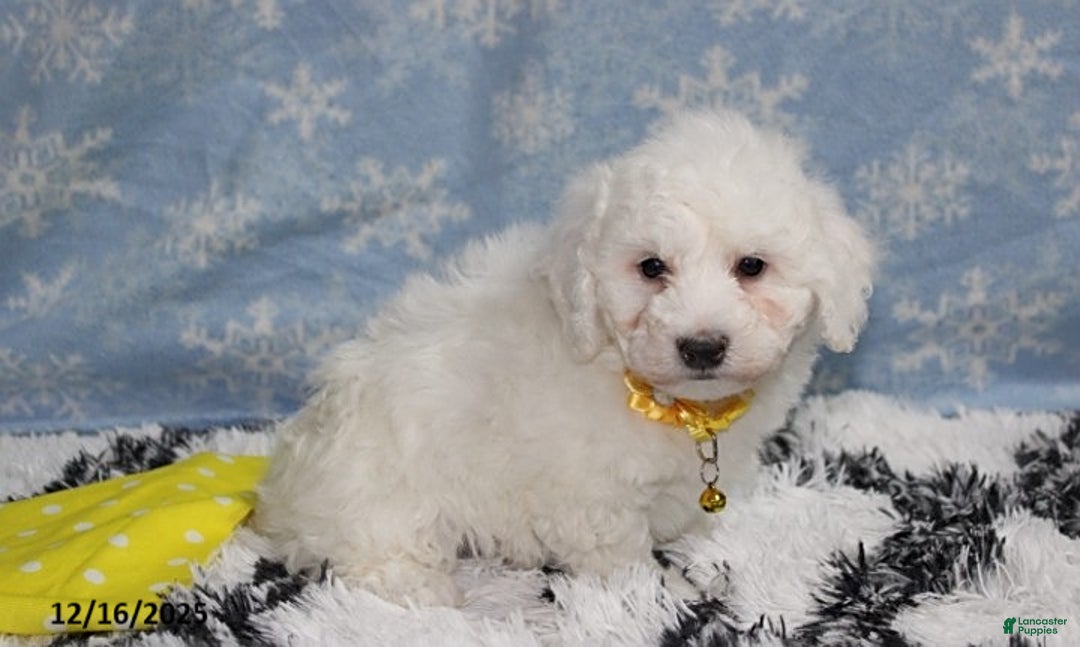 Bichon Frise dogs for sale: Rory - Ad 2