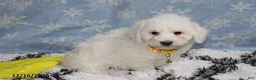 Bichon Frise dogs for sale: Rory - Ad 22