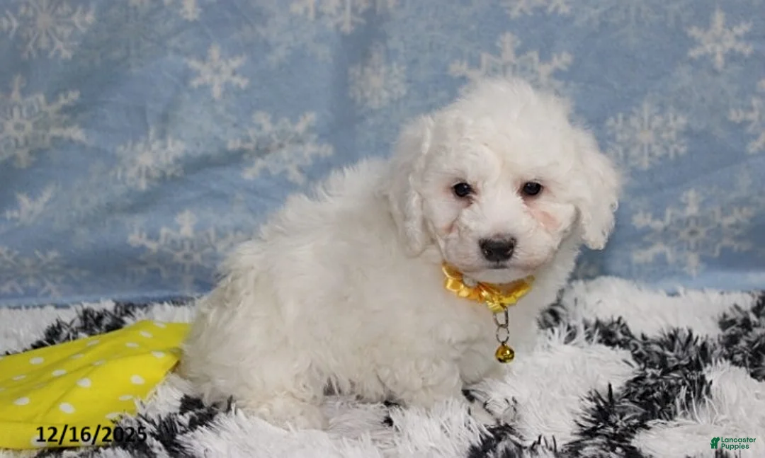 Bichon Frise dogs for sale: Rory - Ad 22