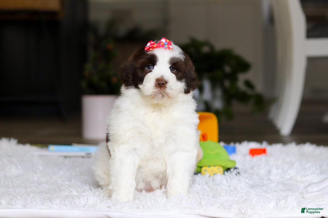 Portuguese Water Dog dogs for sale: Jewel - Ad 3