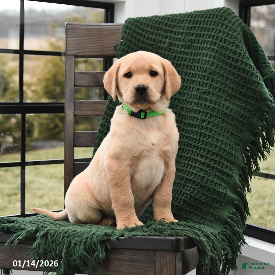 Labrador Retriever dogs for sale: London - Ad 3