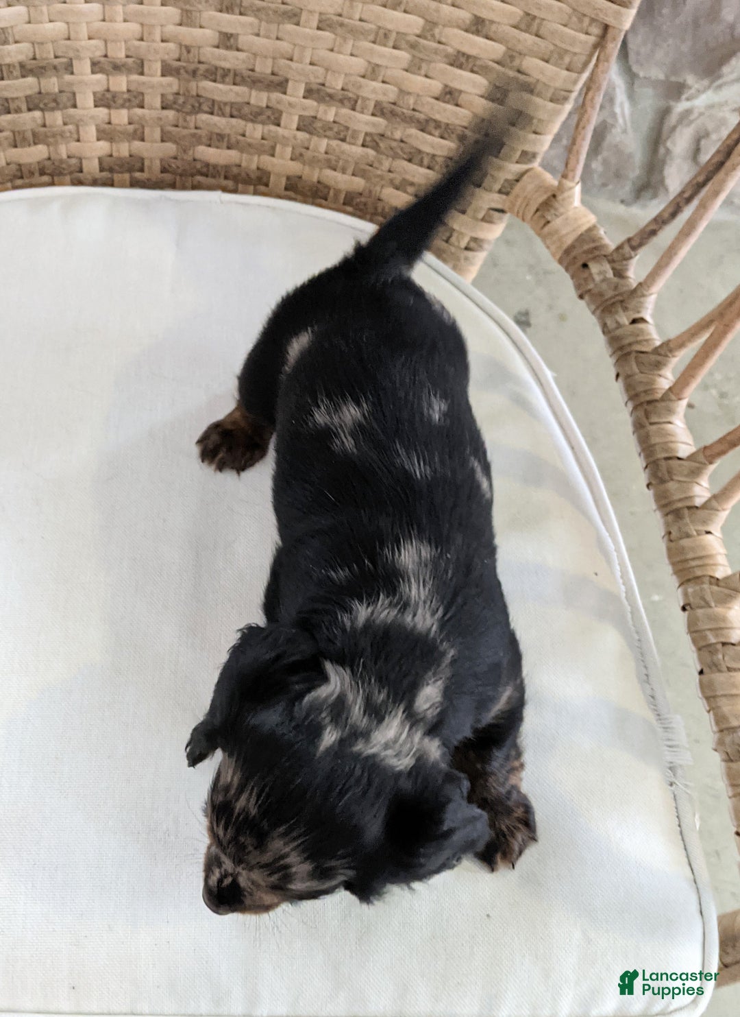 Miniature Dachshund dogs for sale: Jasmine  - Ad 4