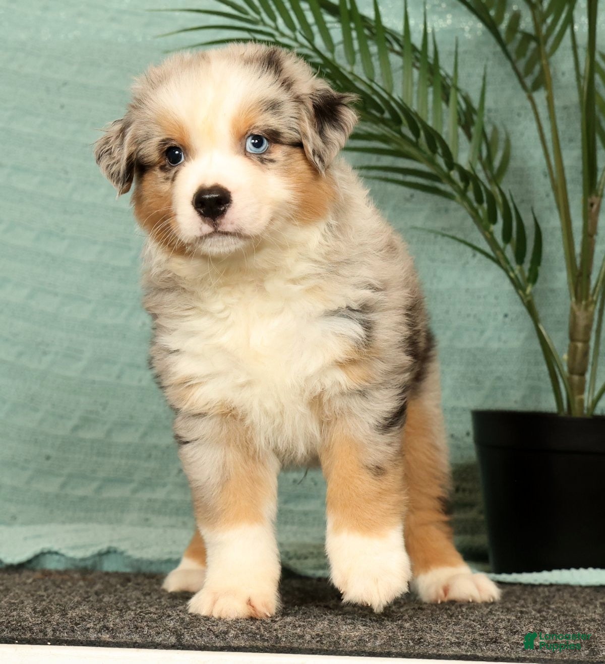 Miniature Australian Shepherd dogs Jimmy - Ad 2