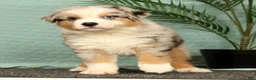 Miniature Australian Shepherd dogs for sale: Jimmy - Ad 2