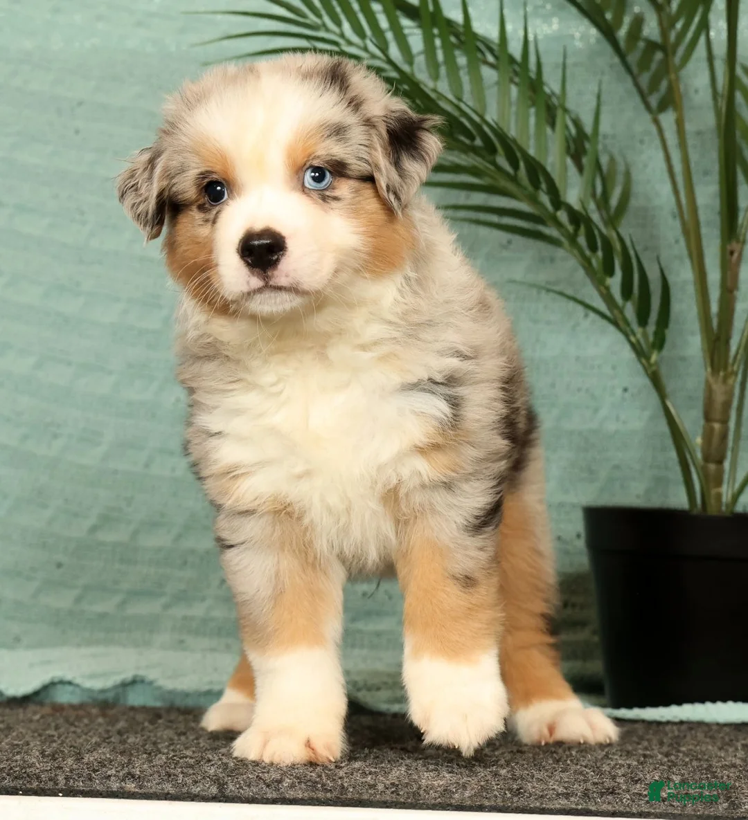 Miniature Australian Shepherd dogs for sale: Jimmy - Ad 2