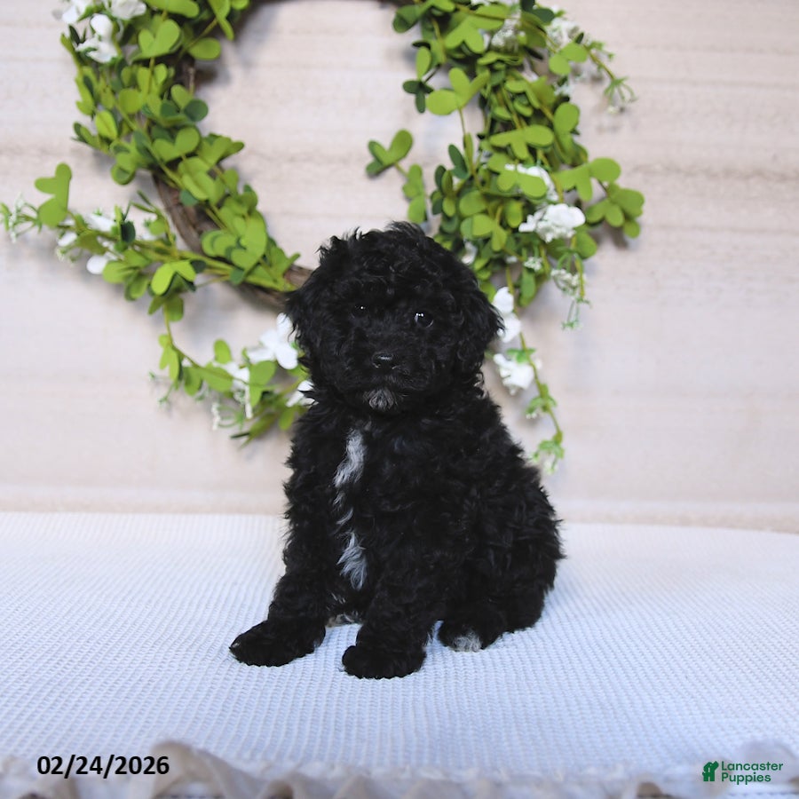 Toy Poodle dogs Cosmo   - Ad 1