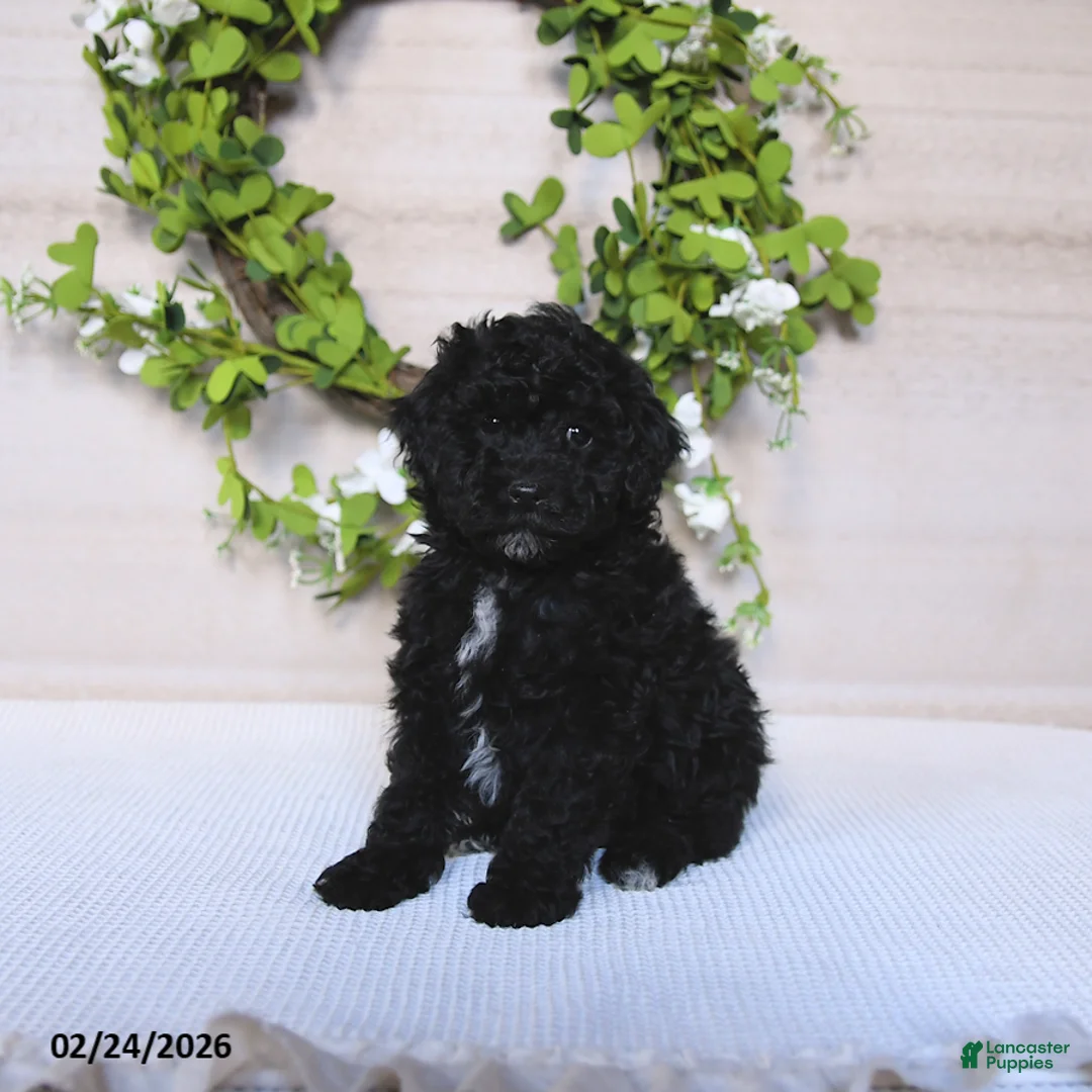 Toy Poodle dogs for sale: Cosmo   - Ad 1
