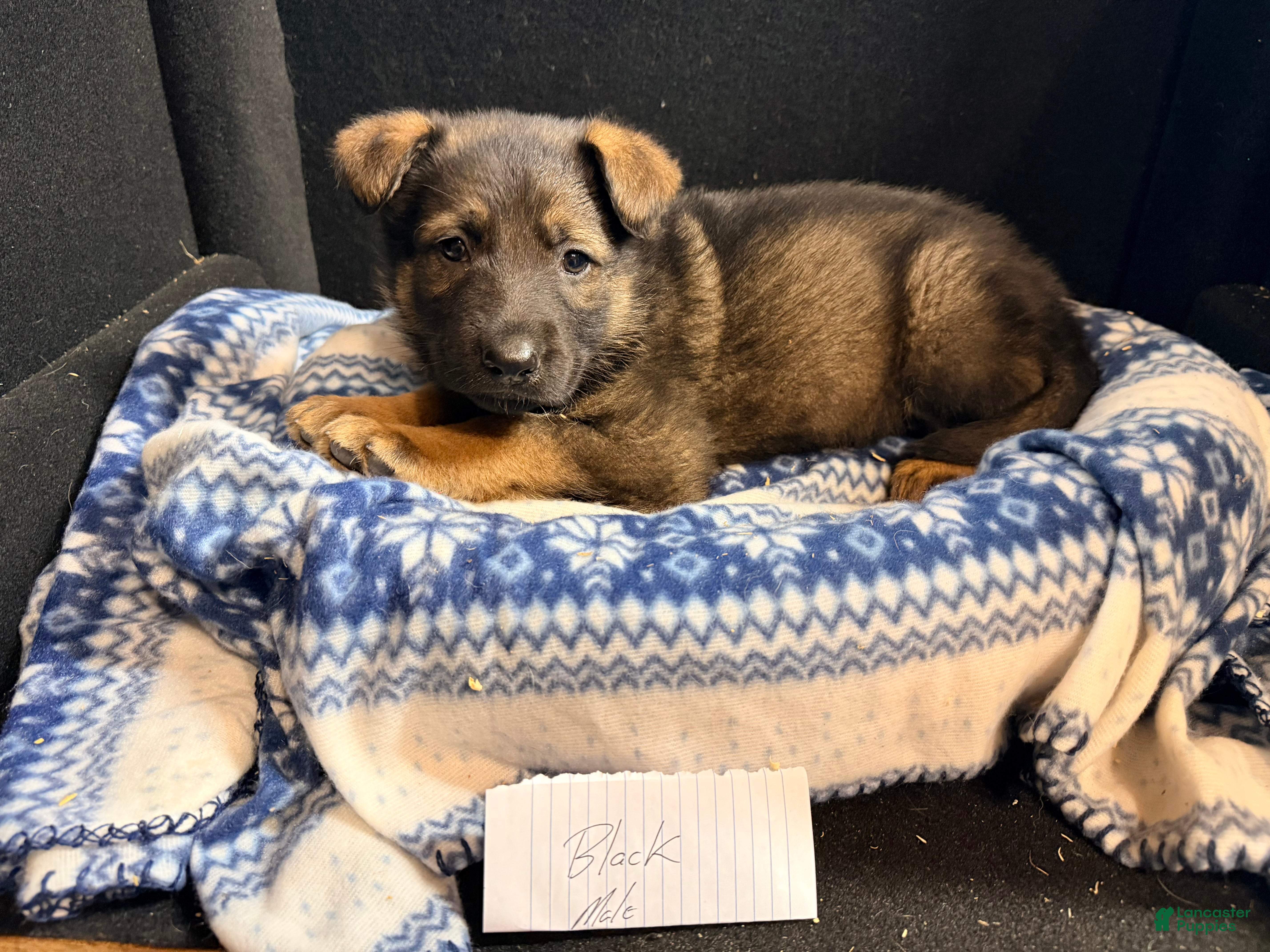 German Shepherd dogs German Shepherd Black  - Ad 6