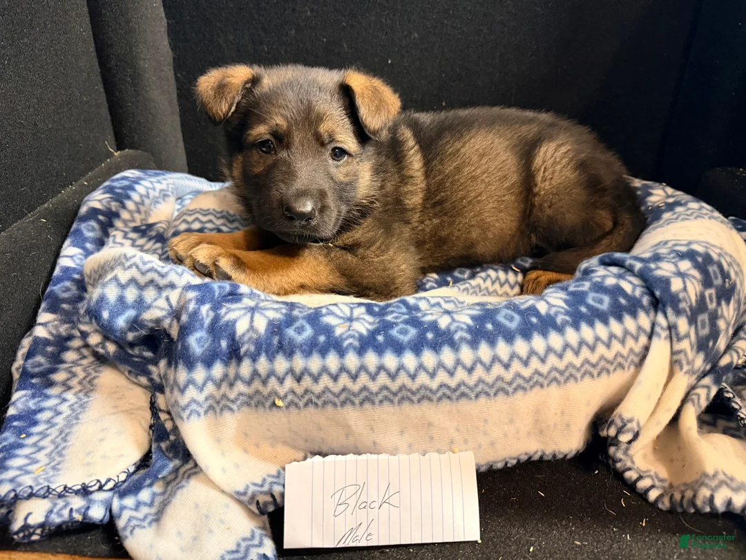 German Shepherd dogs for sale: German Shepherd Black  - Ad 1