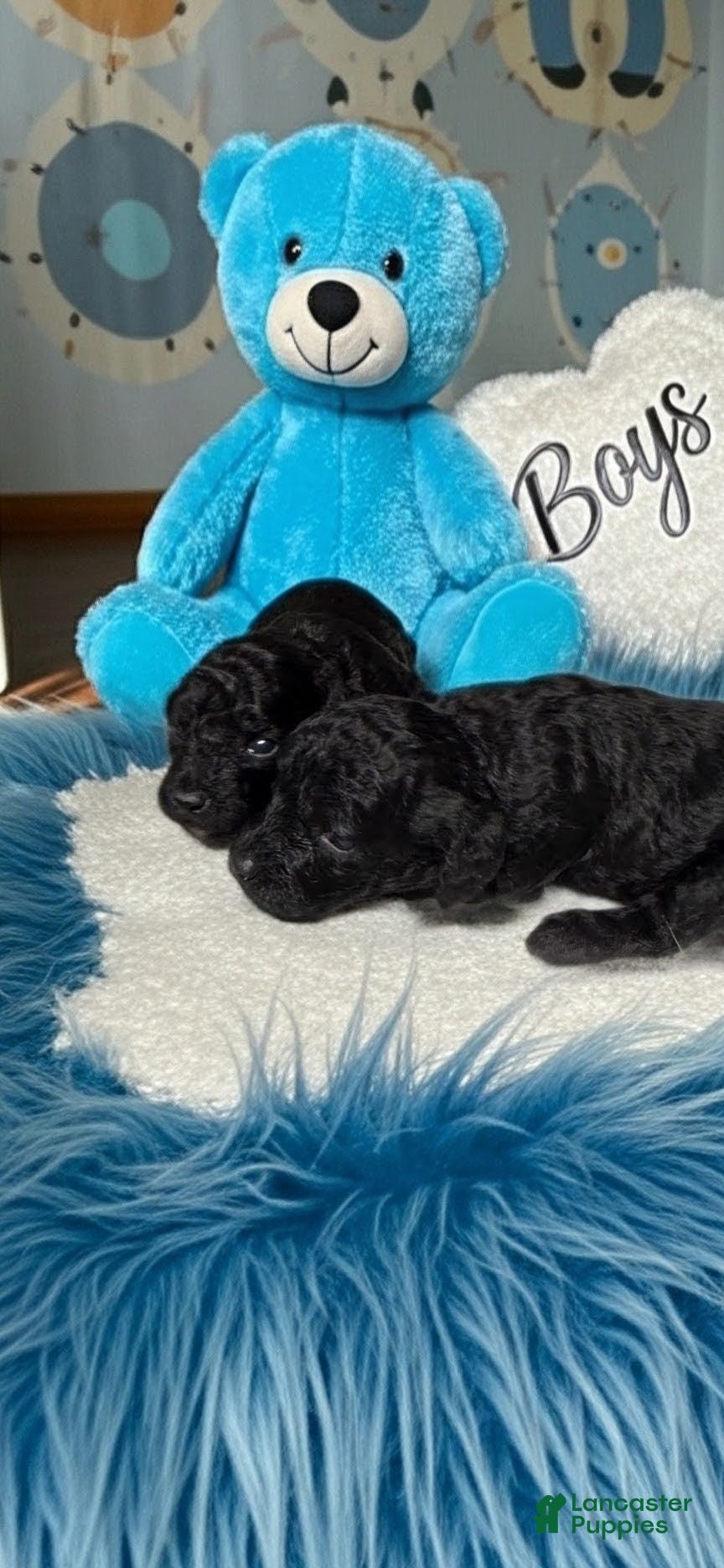 Toy Poodle dogs Toy Poodle 2 - Ad 6