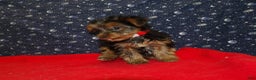 Yorkshire Terrier dogs for sale: Jade - Ad 4