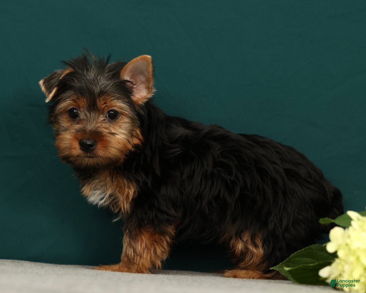 Yorkshire Terrier dogs Peppa - Ad 1