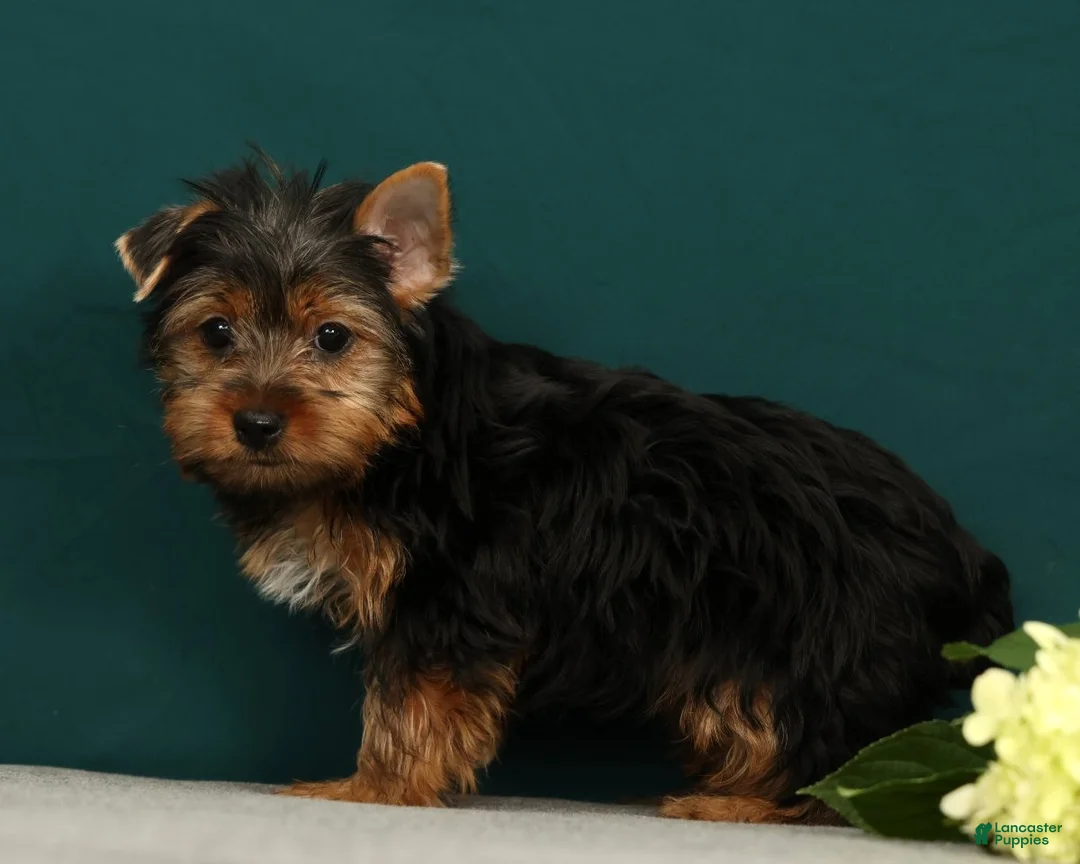 Yorkshire Terrier dogs for sale: Peppa - Ad 1
