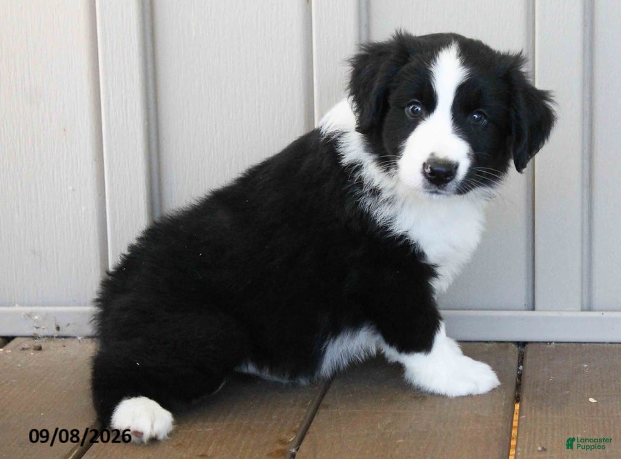 Australian Shepherd dogs Brayden - Ad 2