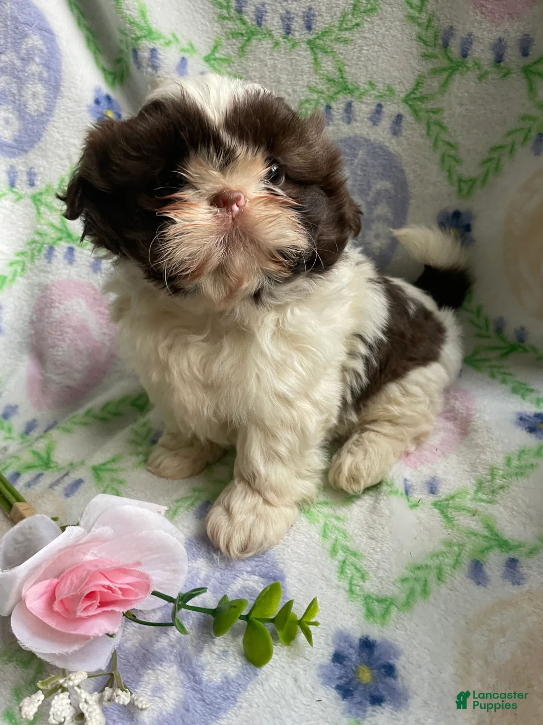 Shih Tzu dogs for sale: Faith - Ad 4