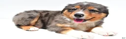 Australian Shepherd dogs for sale: Ronnie - Ad 5