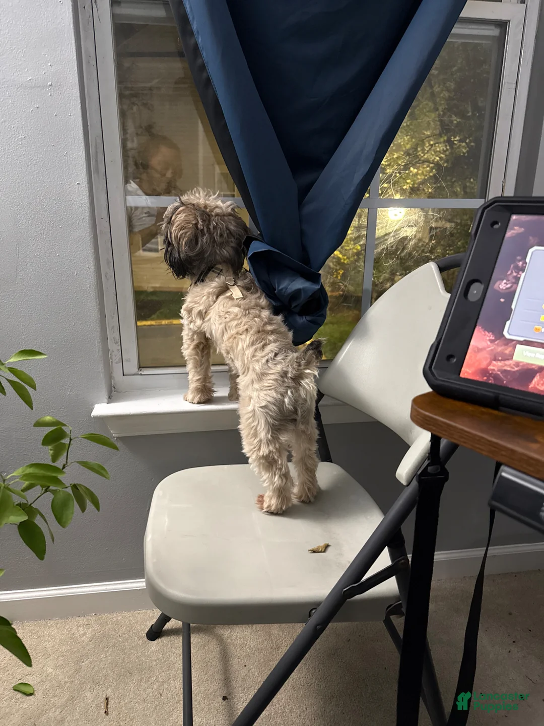 Yorkiepoo dogs for sale: Raven  - Ad 7