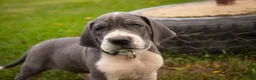 Great Dane dogs for sale: Celestia Great Dane  - Ad 10