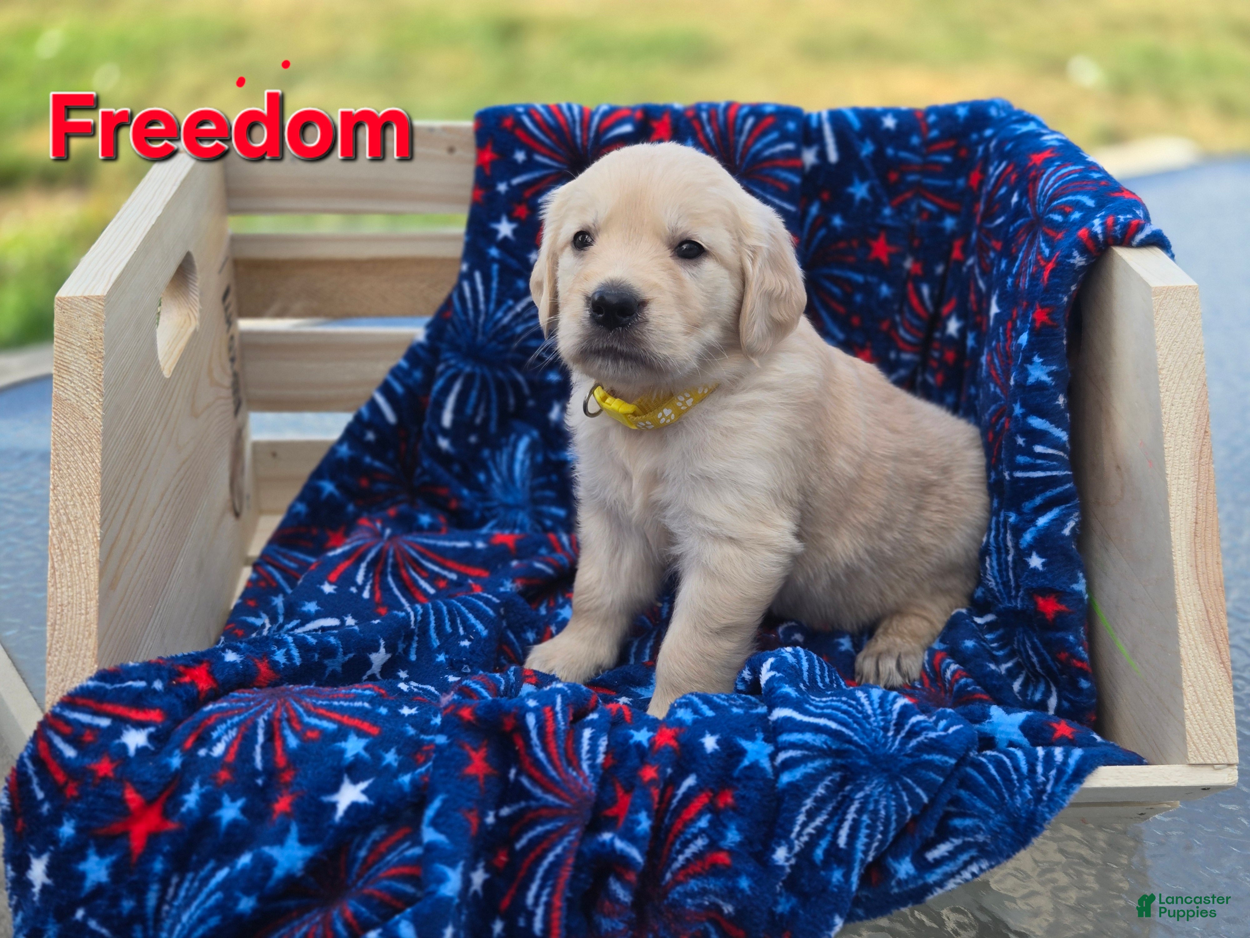 Golden Retriever dogs Golden Retriever 2 - Ad 38